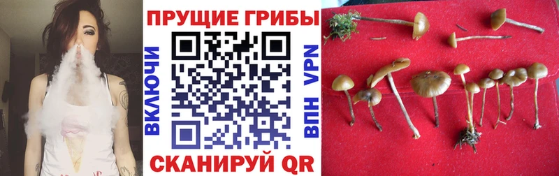 Псилоцибиновые грибы Psilocybine cubensis Сосногорск